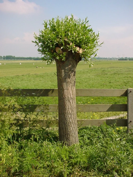 the tree is covered by soing green and has been placed up