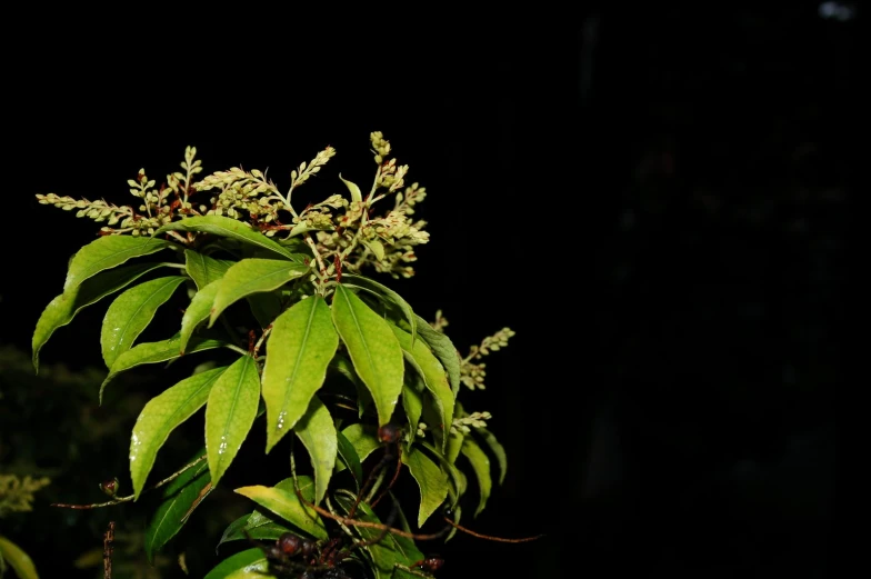 a tree in a dark garden with lots of green leaves