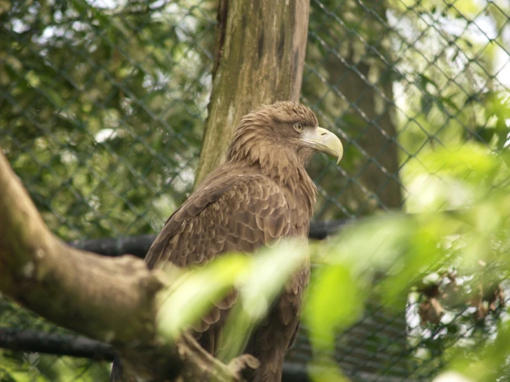 a large bird perched on top of a tree nch