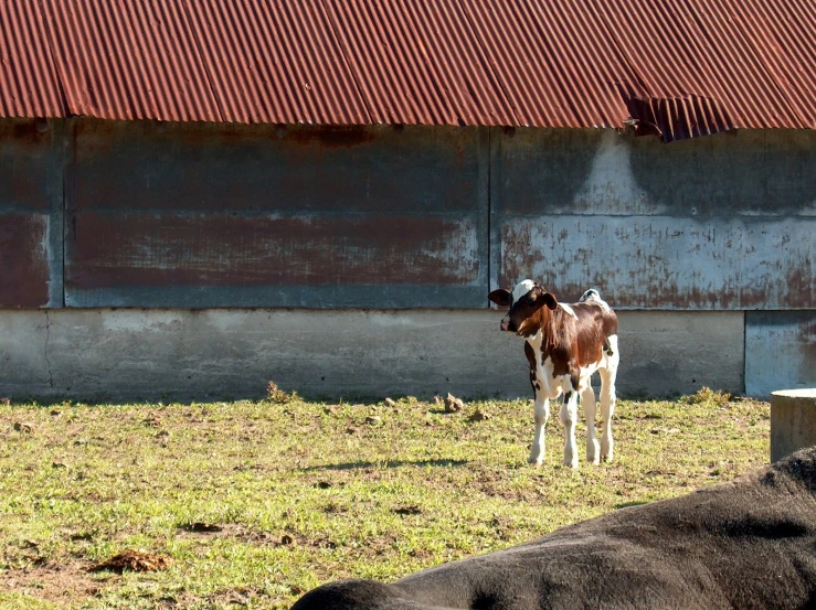 a brown and white cow in front of a barn