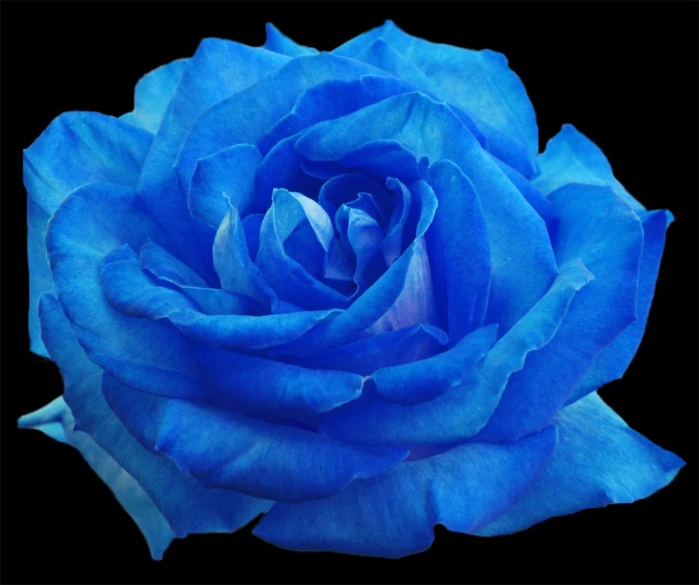 blue rose with a black background pograph