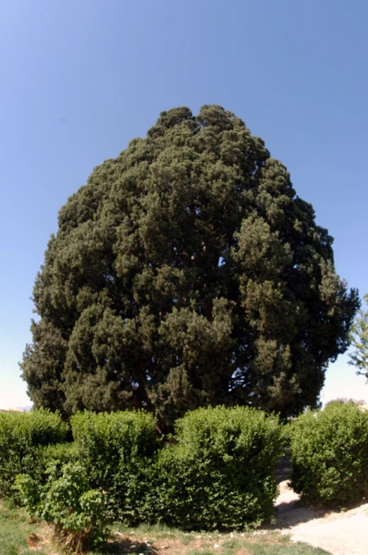 the big tree is standing in the center of the field