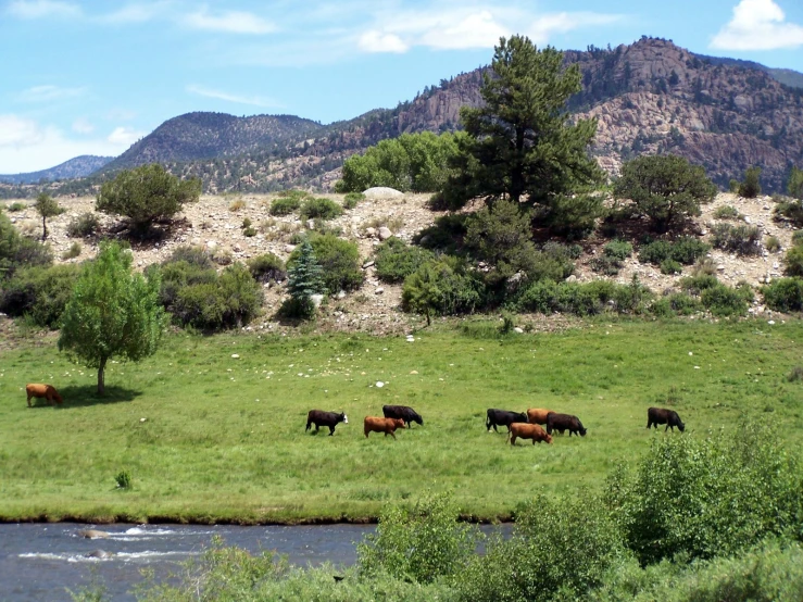 there are many cattle on the field in front of the mountains