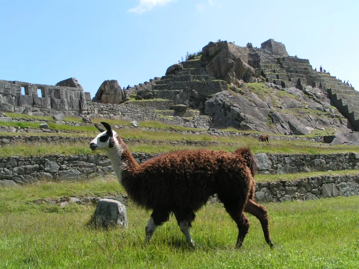 a llama in a grassy field next to some rocks