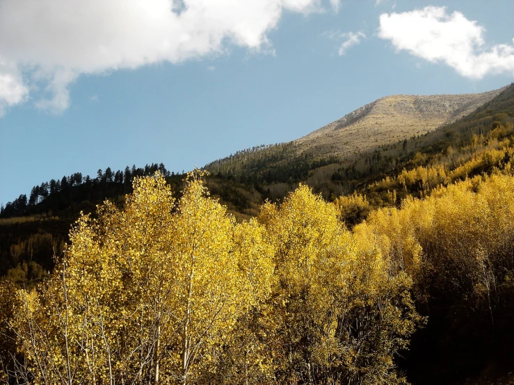 the trees are yellow in the sunlight near mountains