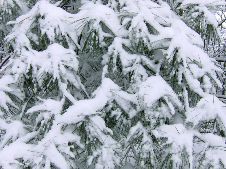 snow on evergreen nches at winter with a bird feeder on one tree