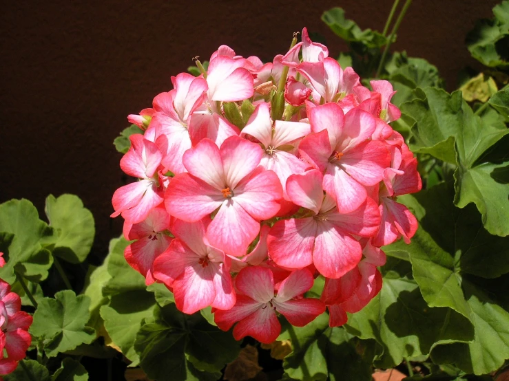 the pink flower has bright red centers