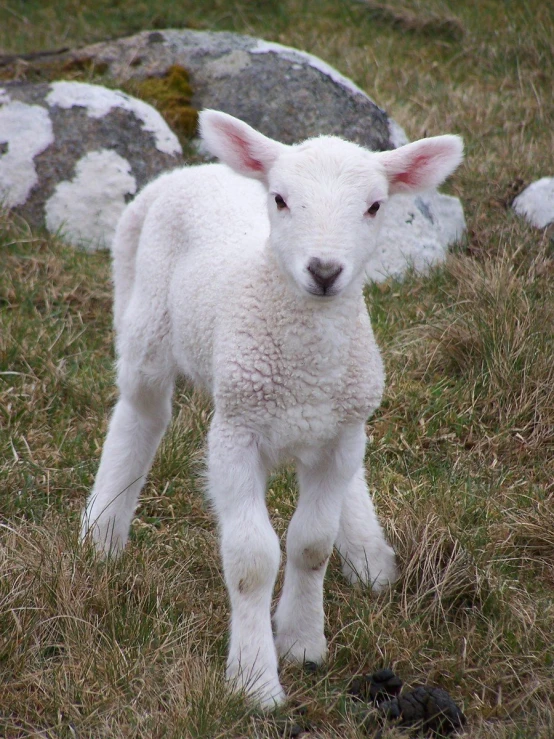 a baby lamb standing next to a boulder