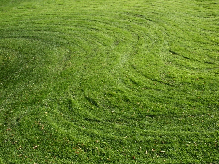 a green yard with a grass circle pattern