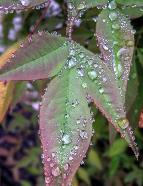 some leaves with drops of water on them