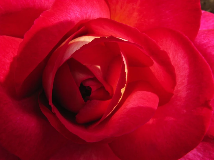 this is a bright red rose, close up