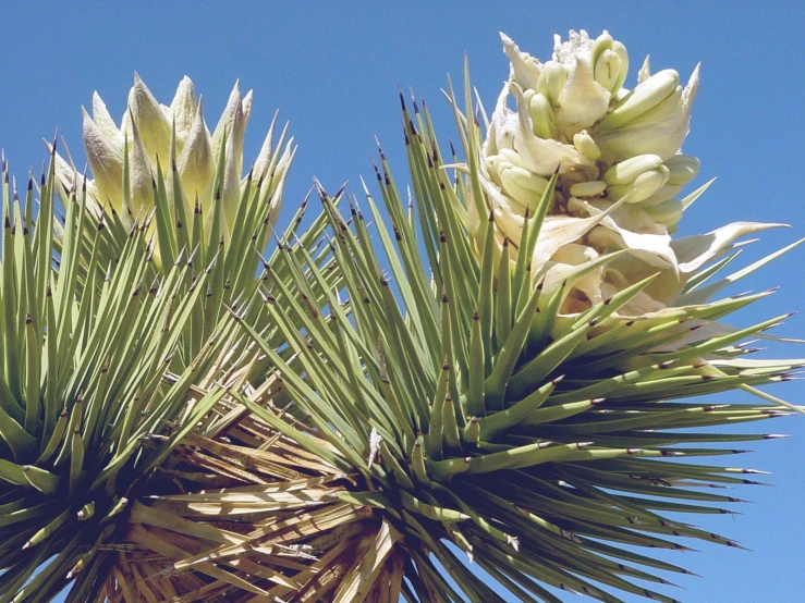 some white flower on a green leafed tree