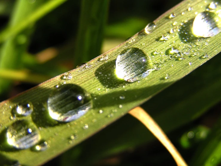 dew on the edge of a green plant, showing two drops