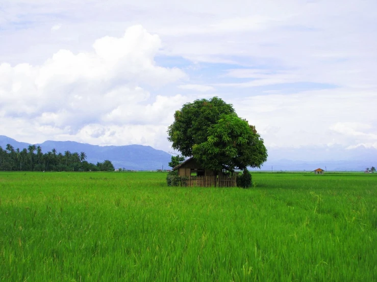 a lone tree stands alone in a field