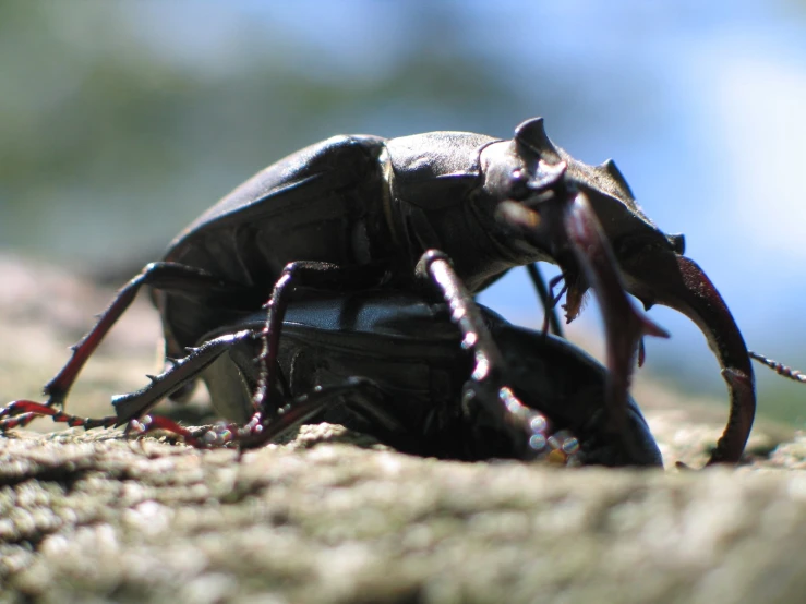 black insect on a tree trunk under a blue sky