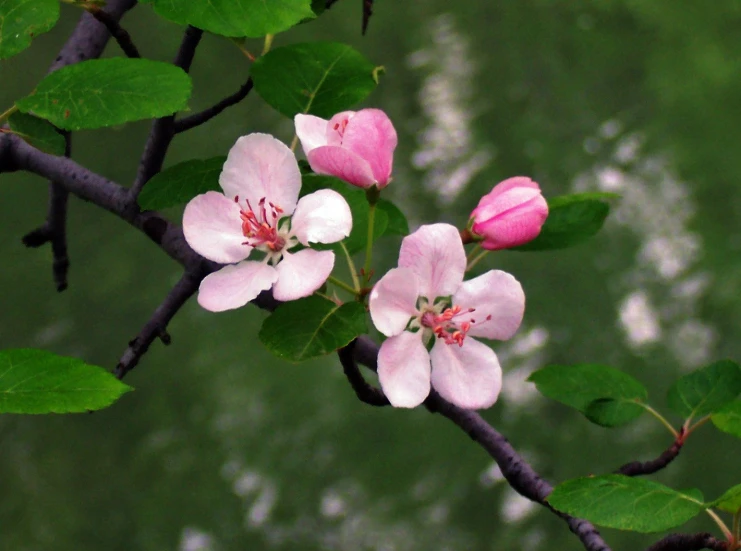 several blooming flowers in an orchard tree