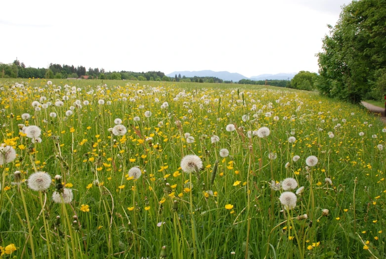 a big field with lots of weeds and dandelions