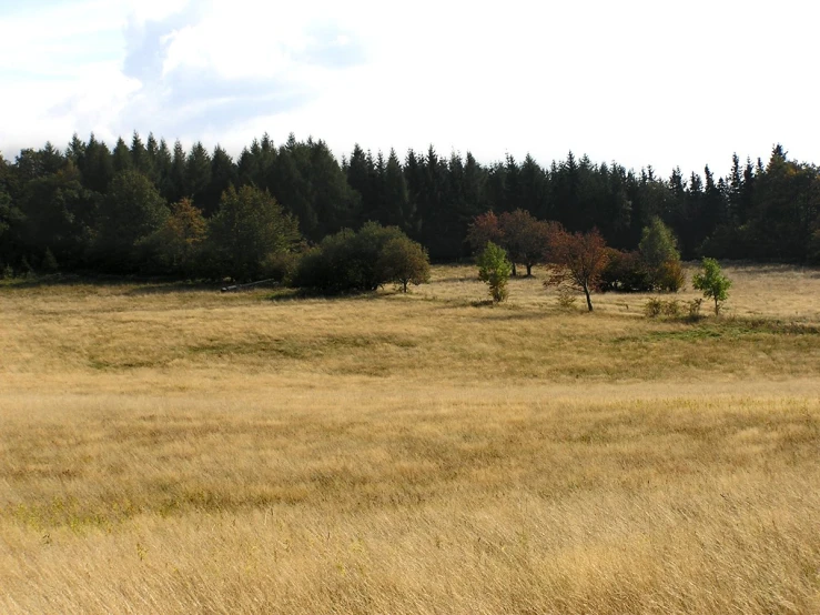 an empty field and trees with yellow grass