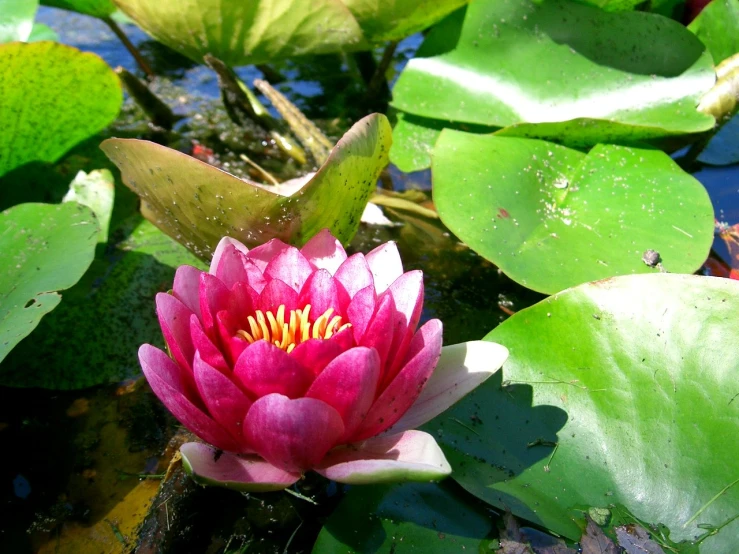 a red lotus blossom growing from the center of lily pads