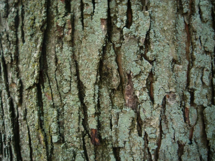 a close up of an old tree trunk