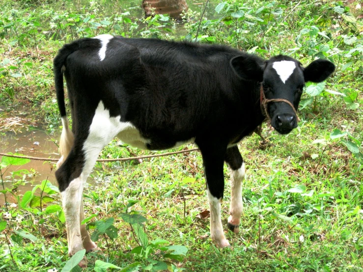 a black and white cow standing in grass