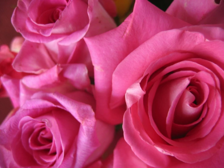 a bouquet of pink roses sitting next to each other