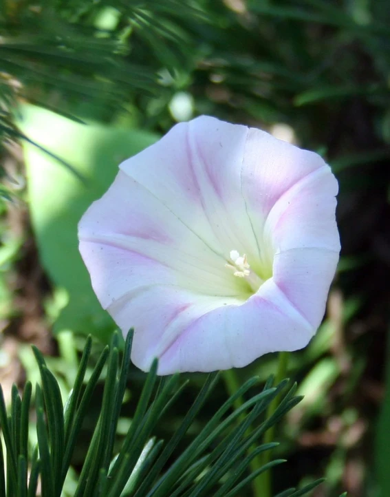 the flower is blooming in front of the leaves