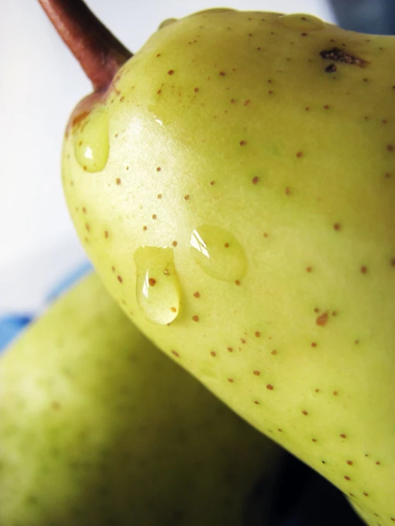 the pears with holes on them are still green