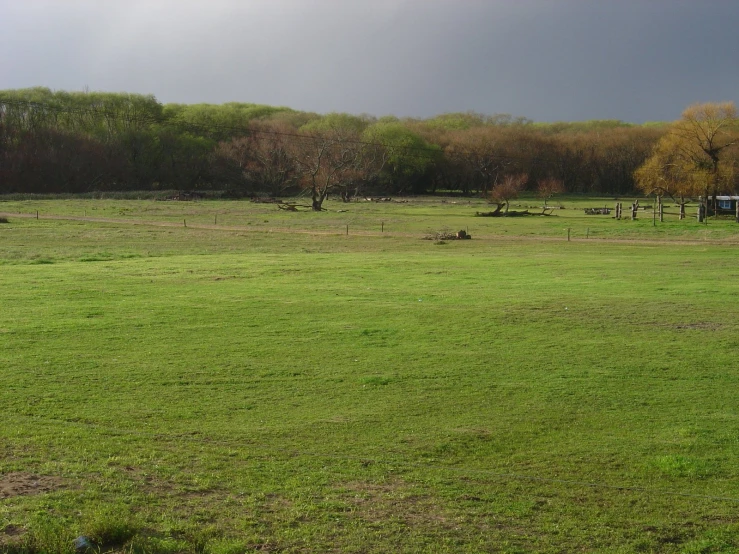 a large grassy field with cattle on it