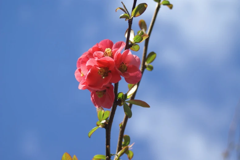 a tree nch with flowers in front of a blue sky