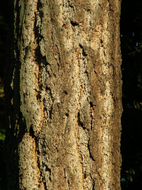 a tree has many interesting tree bark designs