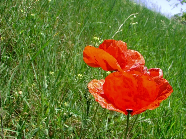 a red flower sitting on top of a lush green field