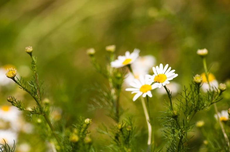 white flowers with yellow centers are shown on the sunny day