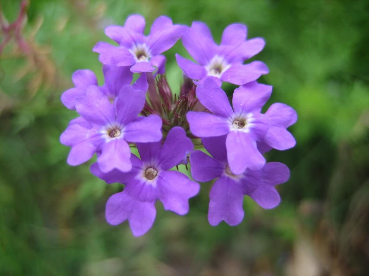 a single purple flower surrounded by other purple flowers