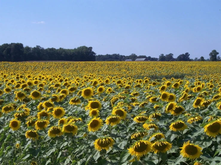 large field of sunflowers with trees in the background