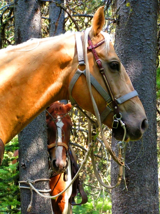 a horse standing in the forest by itself