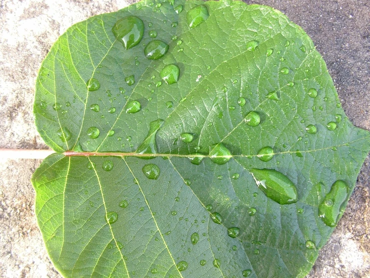 a leaf with water droplets on it that is sitting on the pavement