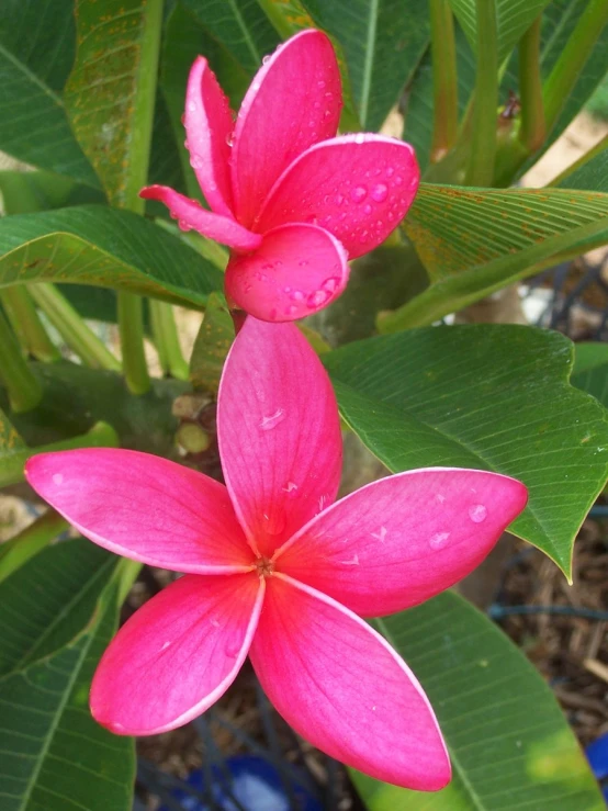 a pink flower with water droplets all over it