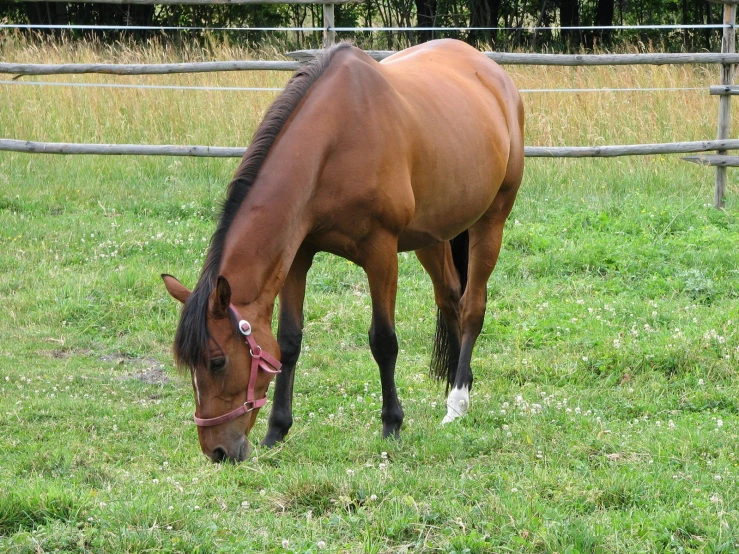 the brown horse is standing in the grass eating