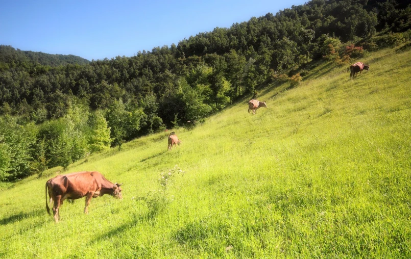 there are many cows that are grazing in the field