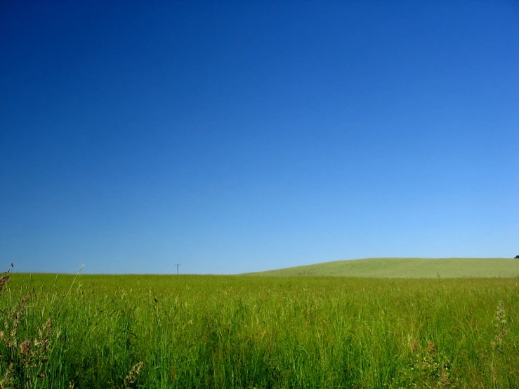 there is a field that has a few sheep grazing