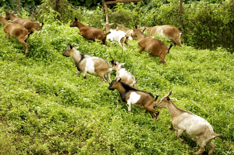 some goats are grazing and sitting on the grass