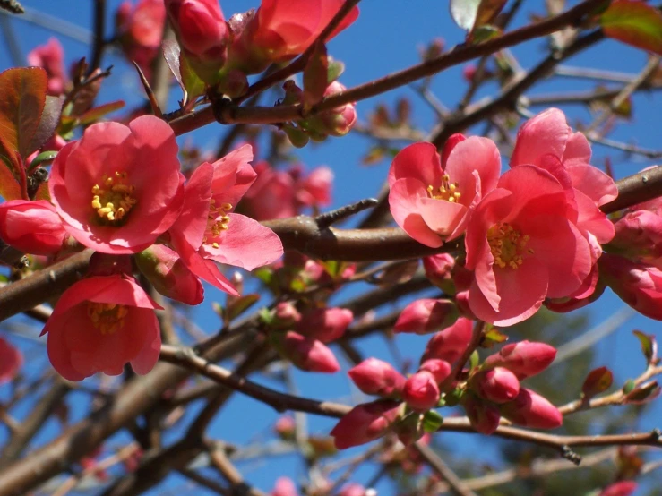 a nch with pink flowers against a blue sky