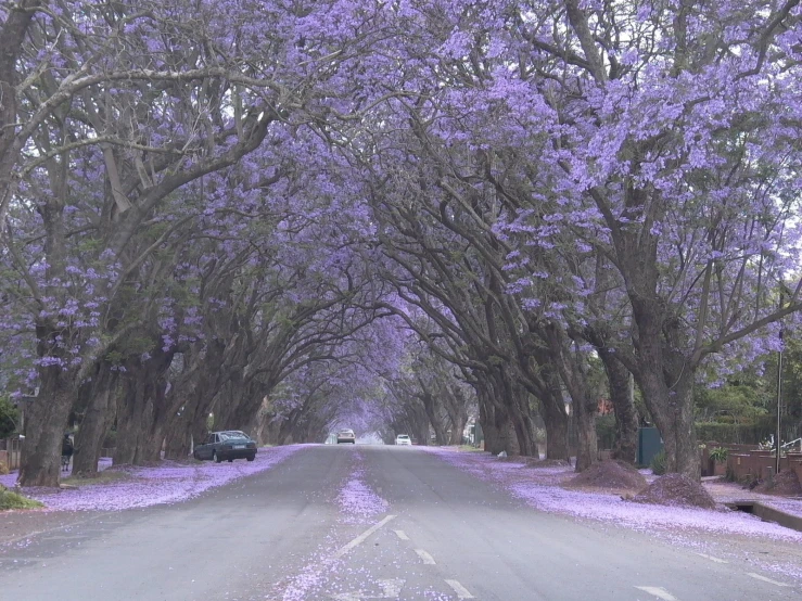 a street with purple trees and cars going down it