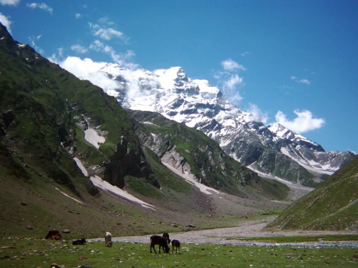 animals grazing in a field with snow covered mountains