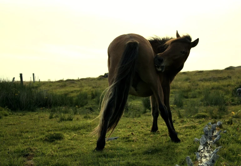 the horse is walking around the field near many animals