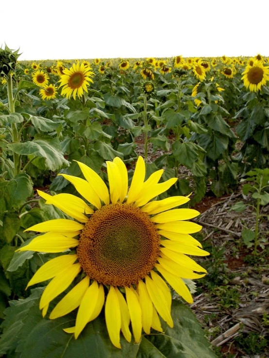 a large sunflower with large leaves in a field