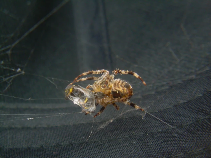 a large brown spider with black spots on its back legs