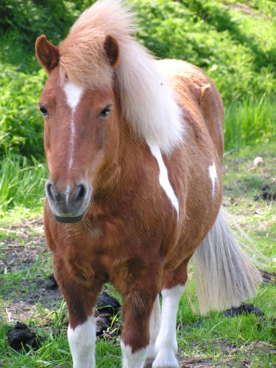 the miniature horse is standing in the grassy field