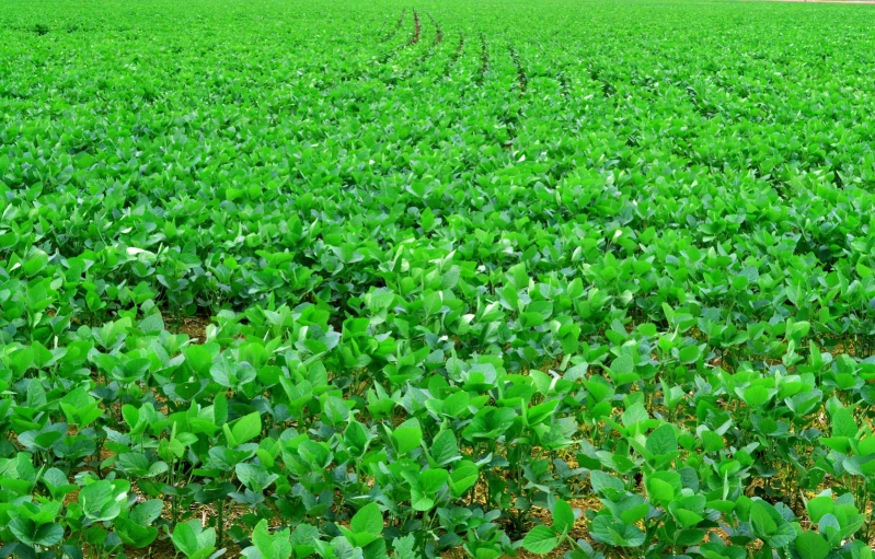 a large field with many green leaves